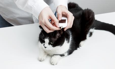 View of Diabetes in Cats | PetMD